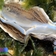 Illustration for article titled Striking Photographs Of Sea Slugs Expose The Alien World Under the Sea